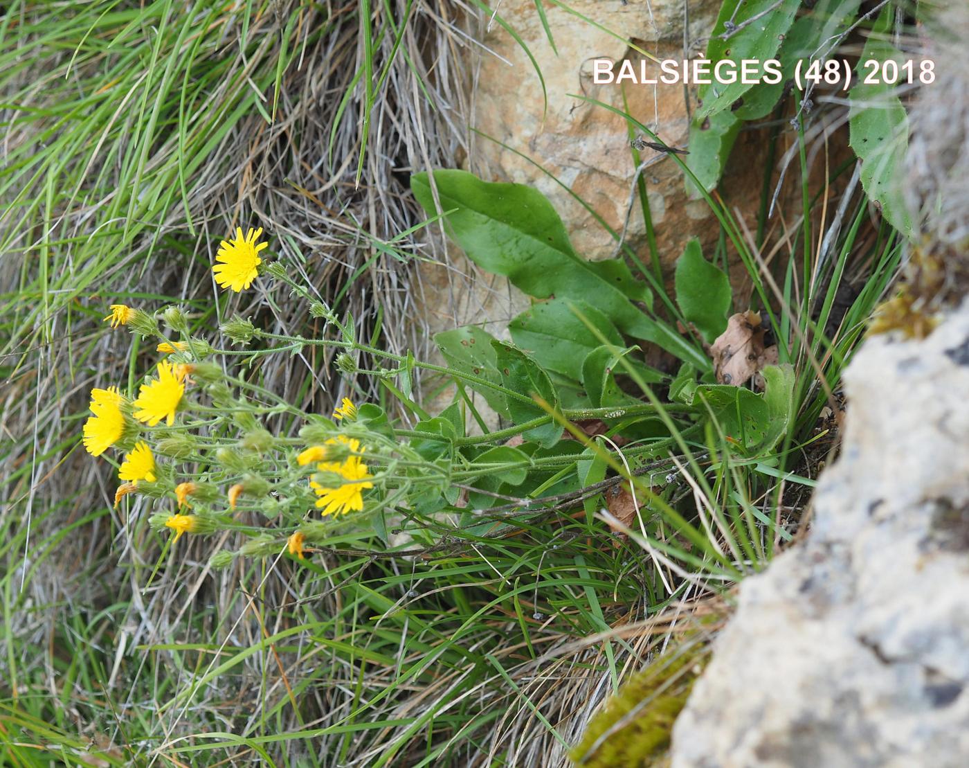 Hawkweed, Clasping plant